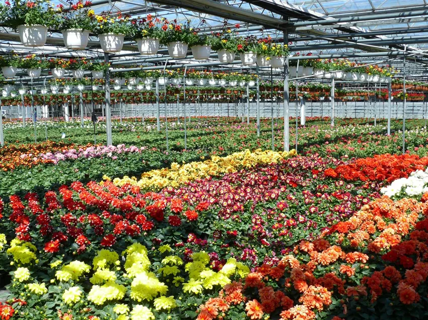 Gärtnerei Gartenwelt Dauchenbeck