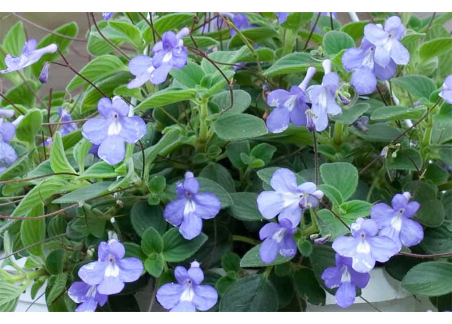 Drehfrucht, Streptocarpus Gartenwelt Dauchenbeck