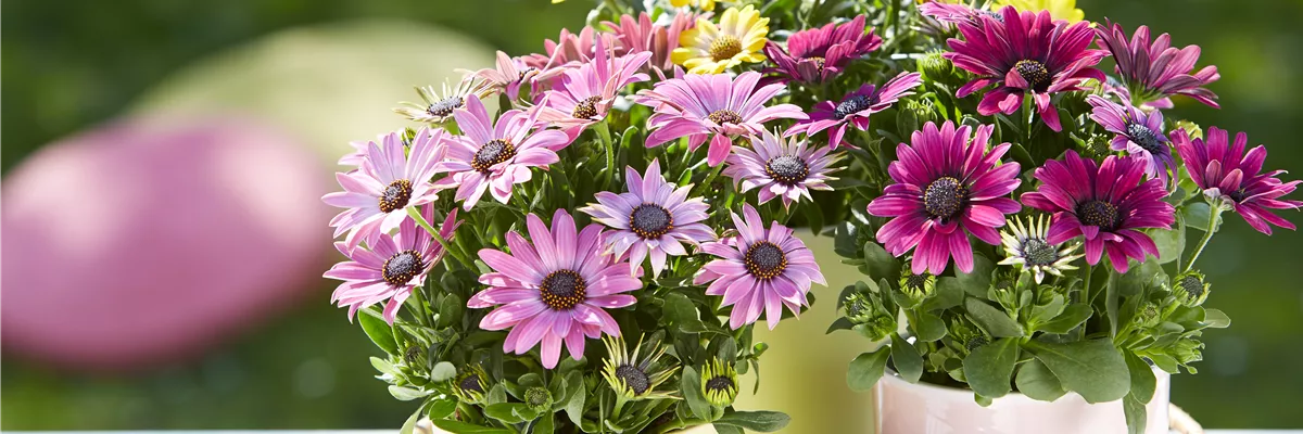 Beet & Balkonpflanzen