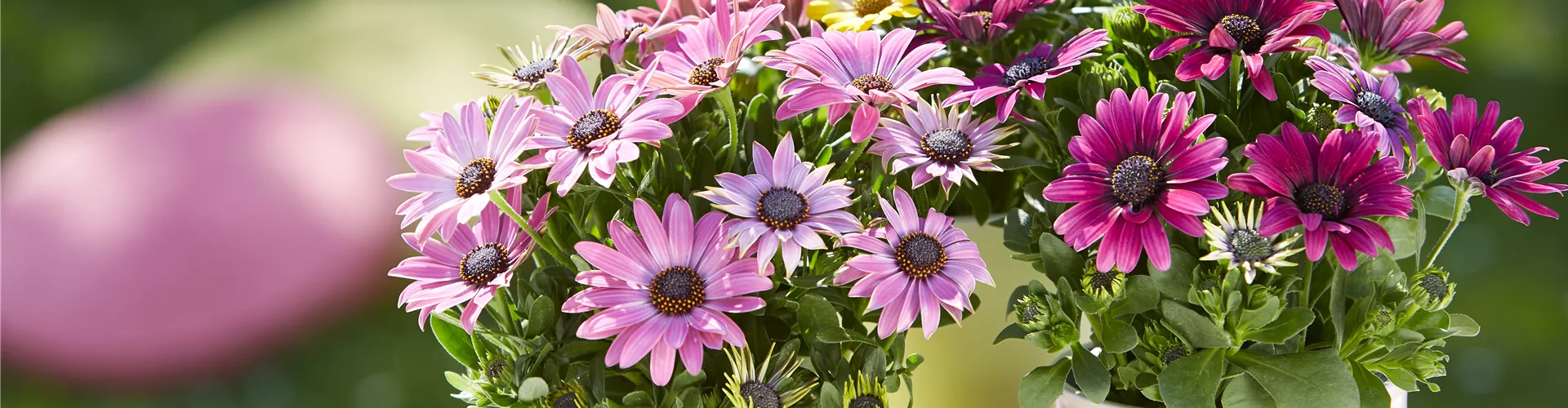 Beet & Balkonpflanzen