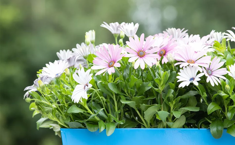 Gestaltungsideen - FüR DEN BALKON Gestaltungsideen - FüR DEN BALKON