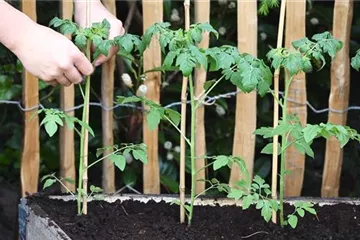 Cherrytomaten - Einpflanzen im Hochbeet Cherrytomaten - Einpflanzen im Hochbeet