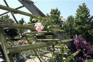 Gartengestaltung - Rosengarten Gartengestaltung - Rosengarten