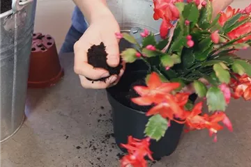 WEIHNACHTSKAKTUS - EINPFLANZEN IN EIN GEFÄß WEIHNACHTSKAKTUS - EINPFLANZEN IN EIN GEFÄß