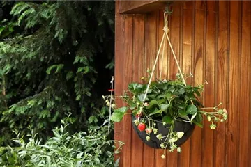Erdbeeren - Ampel Bepflanzen Erdbeeren - Ampel Bepflanzen