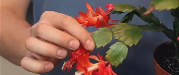 WEIHNACHTSKAKTUS - EINPFLANZEN IN EIN GEFÄß WEIHNACHTSKAKTUS - EINPFLANZEN IN EIN GEFÄß