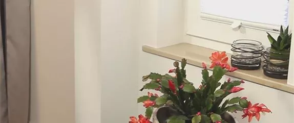 WEIHNACHTSKAKTUS - EINPFLANZEN IN EIN GEFÄß WEIHNACHTSKAKTUS - EINPFLANZEN IN EIN GEFÄß