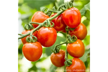 WIE GEHT... TOMATEN PFLEGEN? WIE GEHT... TOMATEN PFLEGEN?