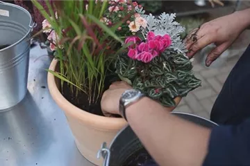 Blumenkübel - Bepflanzung für den Herbst Blumenkübel - Bepflanzung für den Herbst