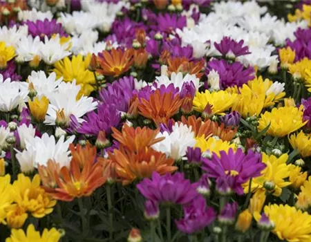 CHRYSANTHEMEN IN FARBEN UND FORMEN