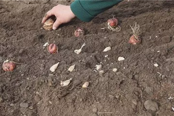 Blumenzwiebeln - Einpflanzen im Garten Blumenzwiebeln - Einpflanzen im Garten