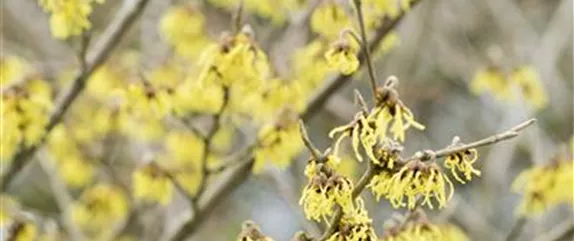 WEIHNACHTLICHE STIMMUNG IM GARTEN WEIHNACHTLICHE STIMMUNG IM GARTEN