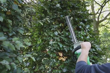 Sichtschutz - Zurückschneiden im Herbst Sichtschutz - Zurückschneiden im Herbst