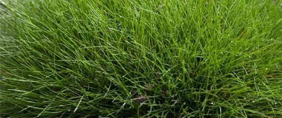 WIE GRäSER DEN GARTEN AUFWERTEN!