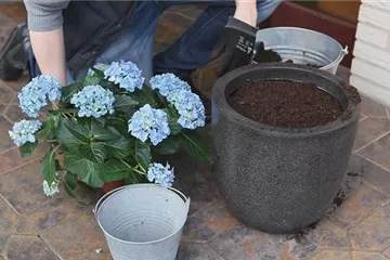 Hortensien - Einpflanzen in ein Gefäß Hortensien - Einpflanzen in ein Gefäß