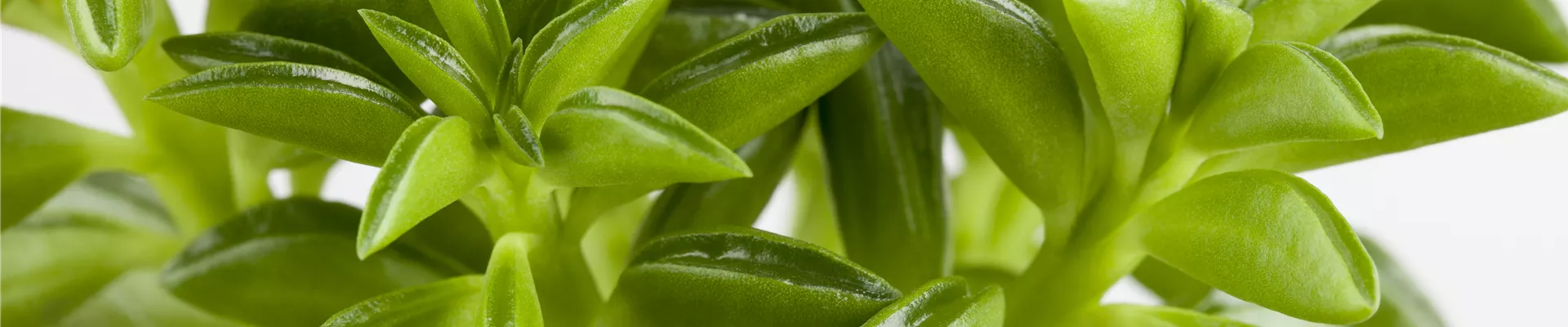 Peperomia