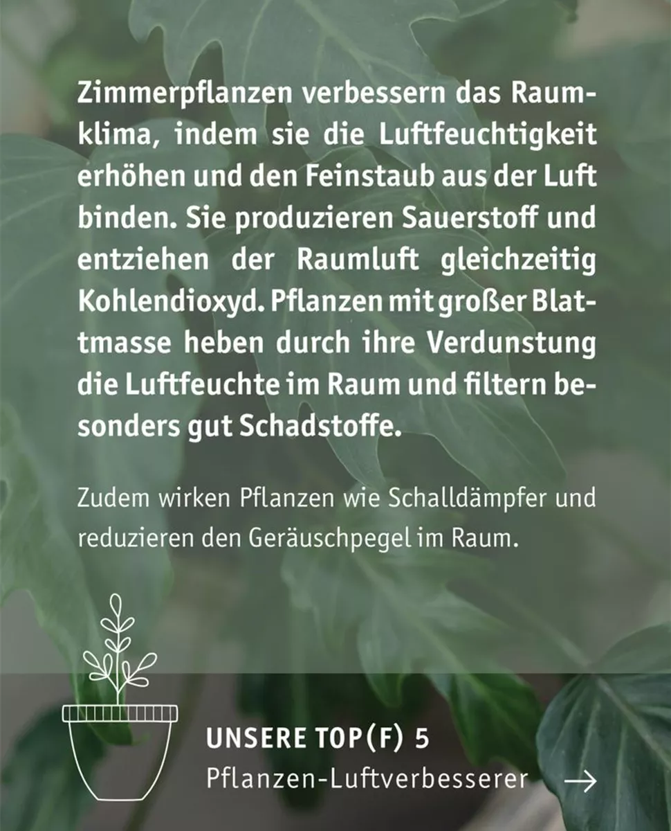 heilende zimmerpflanzen Kletterpflanzen