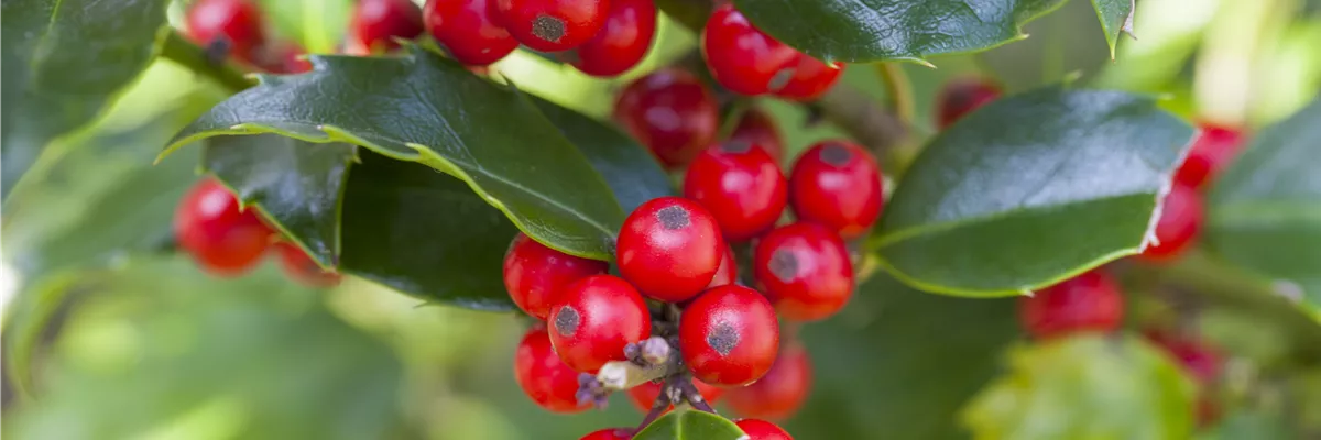 Ilex aquifolium