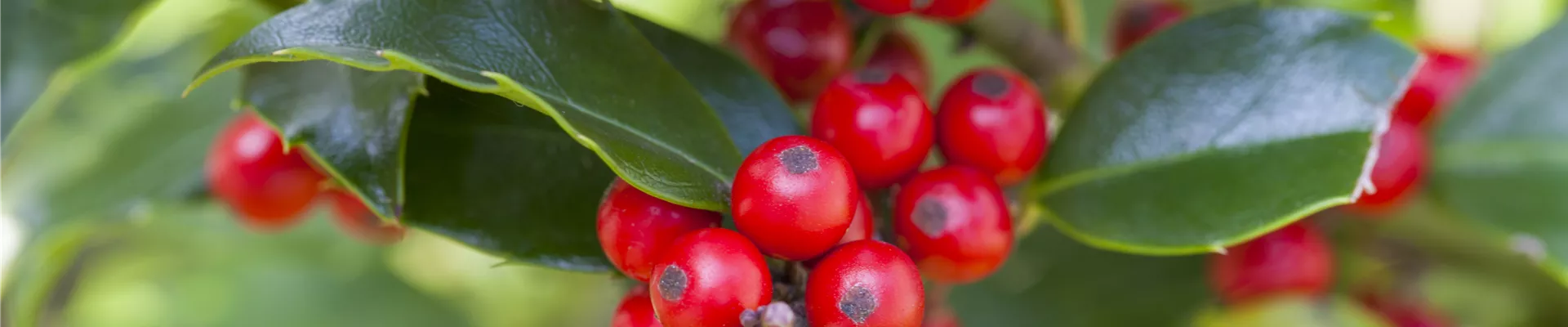 Ilex aquifolium