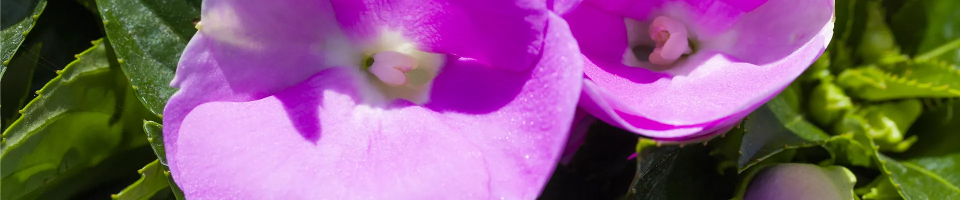 Impatiens neuguinea
