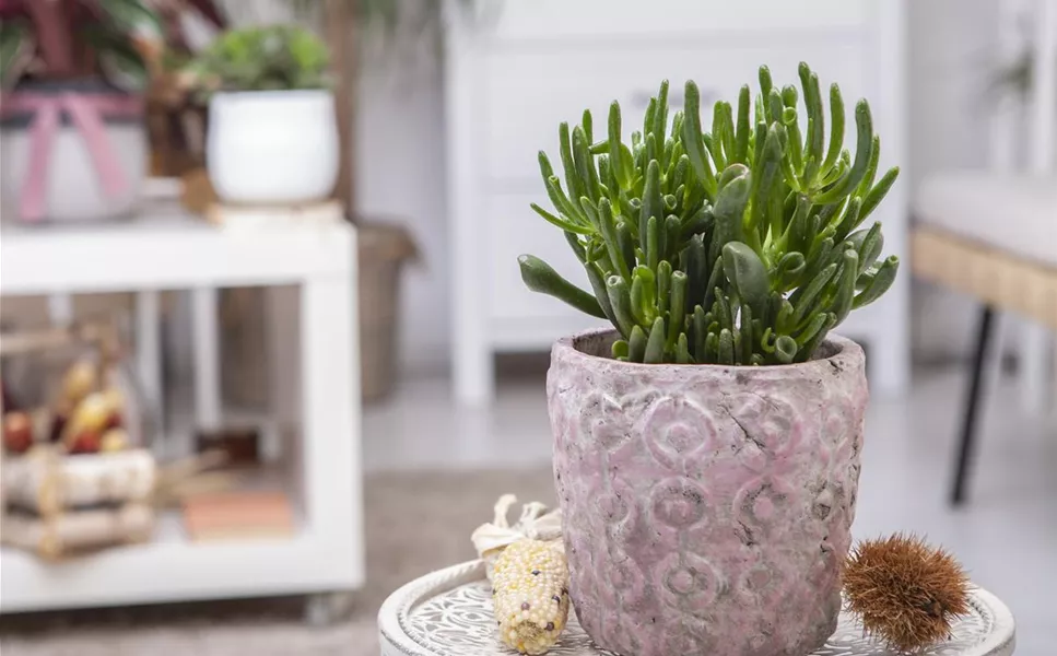 Pflanzgefässe - Hübsche Übertöpfe und Co. Pflanzgefässe - Hübsche Übertöpfe und Co.