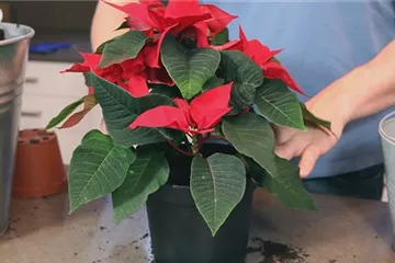 Weihnachtsstern - Einpflanzen in ein Gefäß Weihnachtsstern - Einpflanzen in ein Gefäß