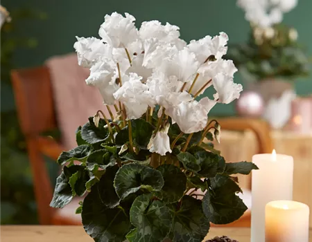 WIR KÖNNEN WEIHNACHTEN!