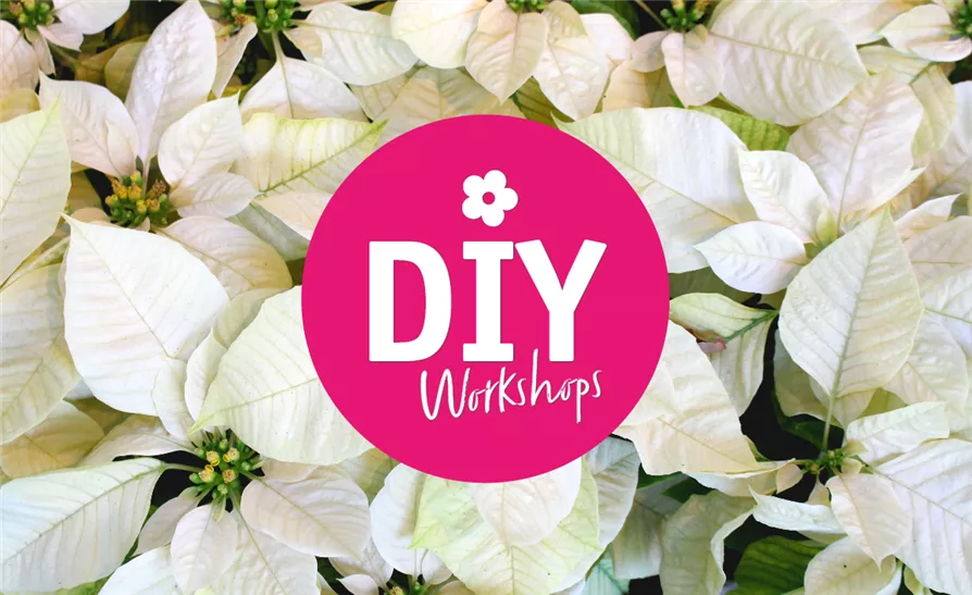 Workshop 16.12.2023 - 14.00 Uhr