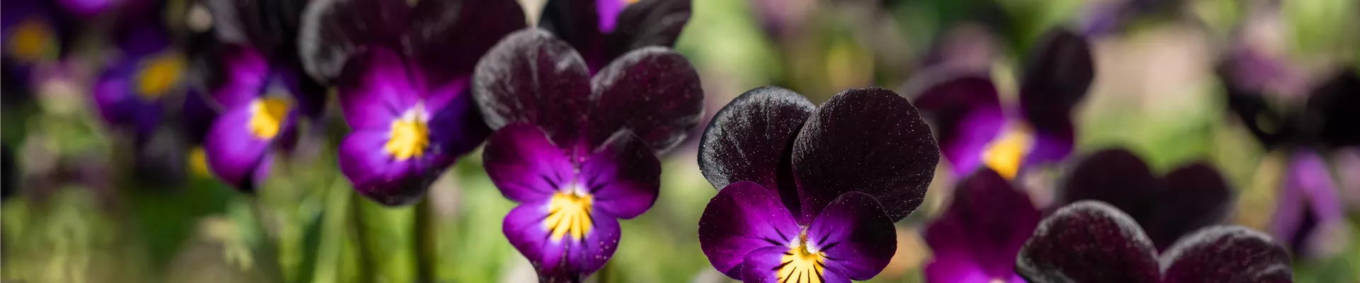 Viola cornuta