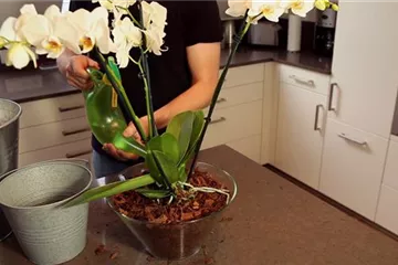 Orchidee - Einpflanzen in ein Gefäß Orchidee - Einpflanzen in ein Gefäß