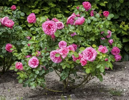 DER OKTOBER - PFLANZZEIT FÜR ROSEN