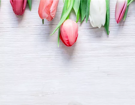 BLUMIGER VALENTINSTAG!