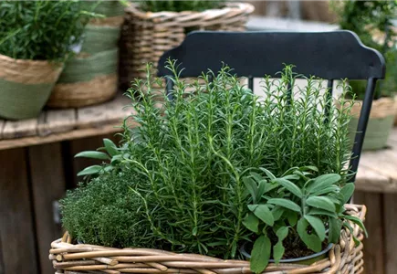 Kräuter & Gemüse Kräuter & Gemüse