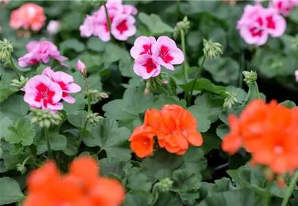 Beet- & Balkonpflanzen