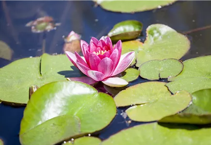 Wasserpflanzen & Teich Wasserpflanzen & Teich