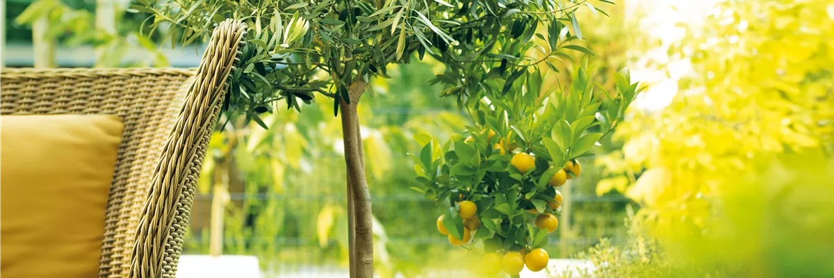 GARTEN DES SüDENS! 