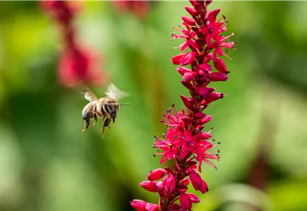 Nützlingsgarten Nützlingsgarten