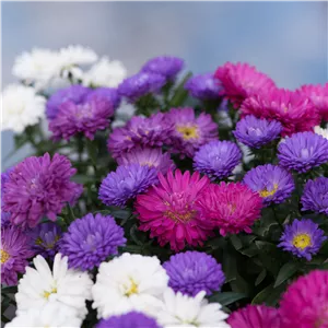 ASTER