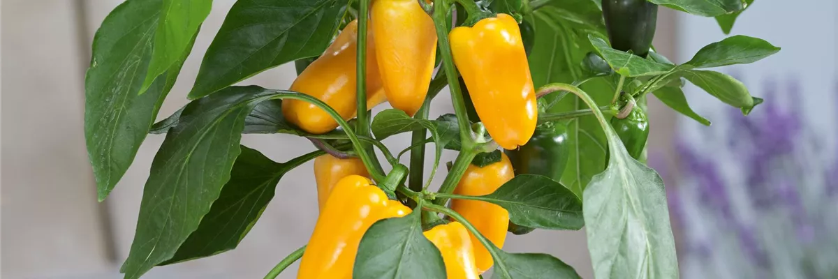Zierpaprika