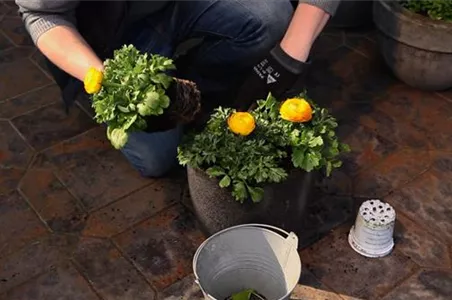 RANUNKELN - EINPFLANZEN IN EIN GEFäSS