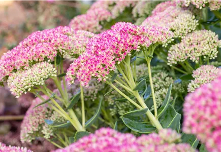 Trockenheitsverträgliche Pflanzen  Trockenheitsverträgliche Pflanzen