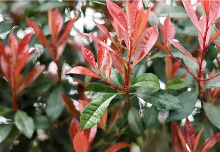 Baumschule Baumschule