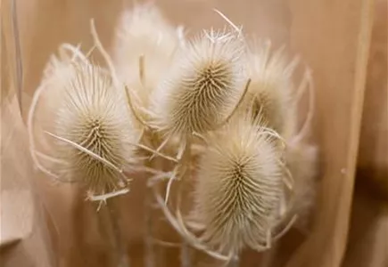 Trockenblumen Trockenblumen