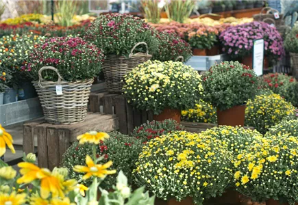 Balkon & Garten Balkon & Garten