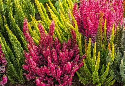 Heidepflanzen Heidepflanzen