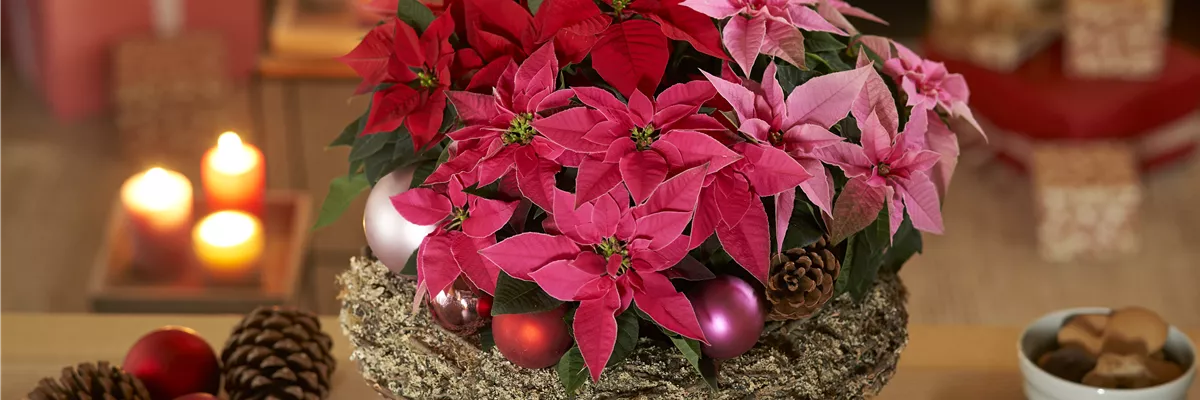 WEIHNACHTSSTERN