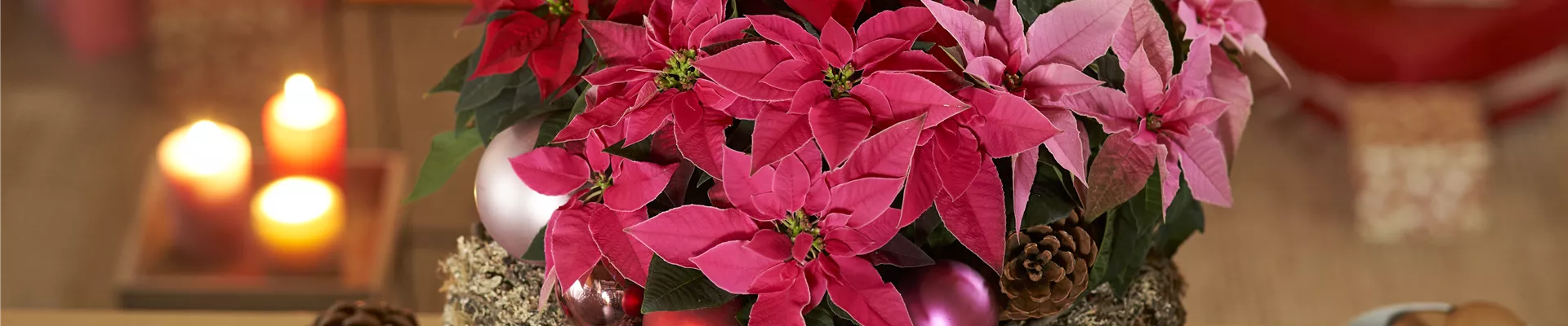 WEIHNACHTSSTERN