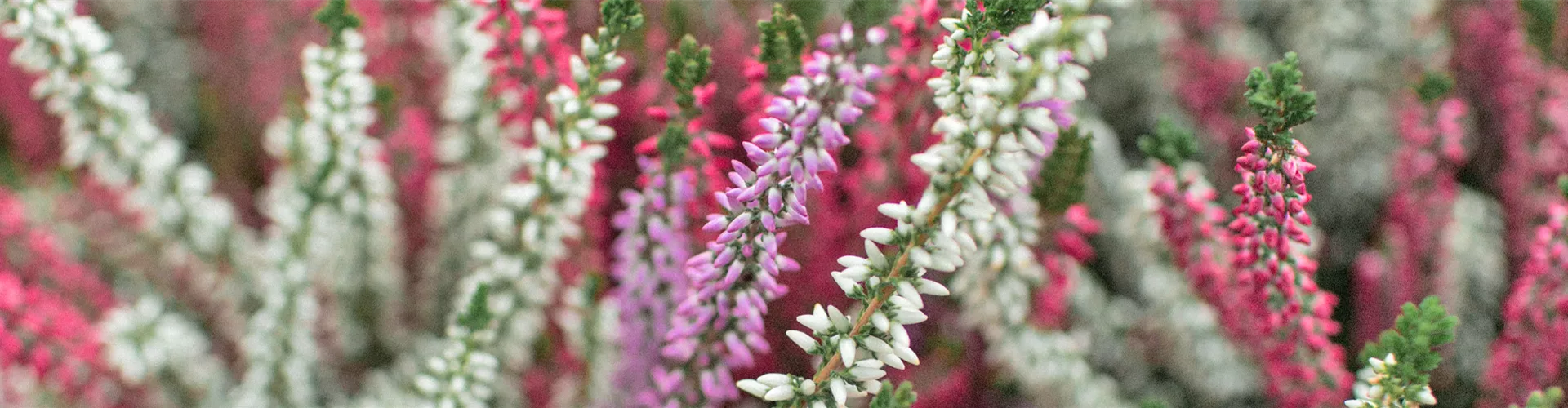 Balkon & Garten