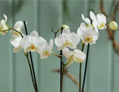 MODERNE WEIHNACHTEN! 