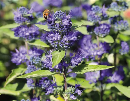 PFLANZE DES MONATS AUGUST: BARTBLUME